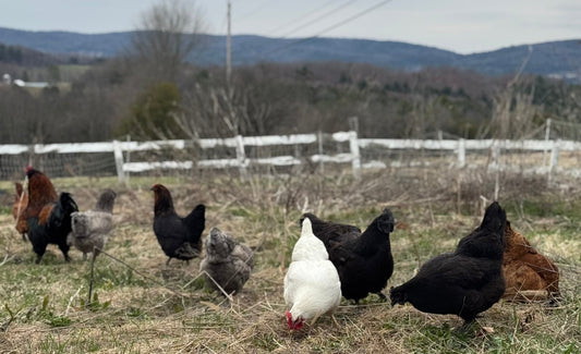 What is our responsibility to our farm animals?