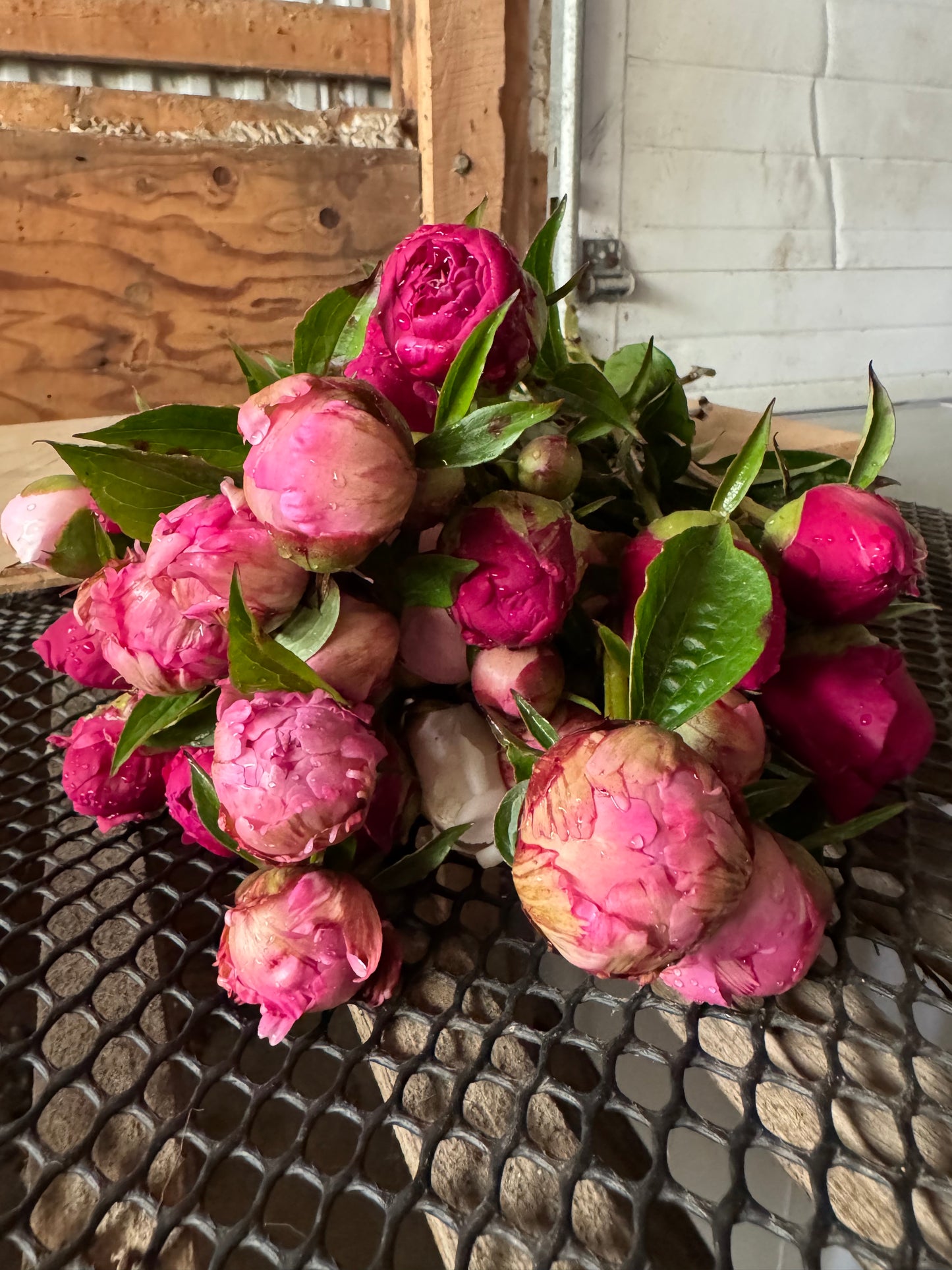 Wild Earth Peony Subscription