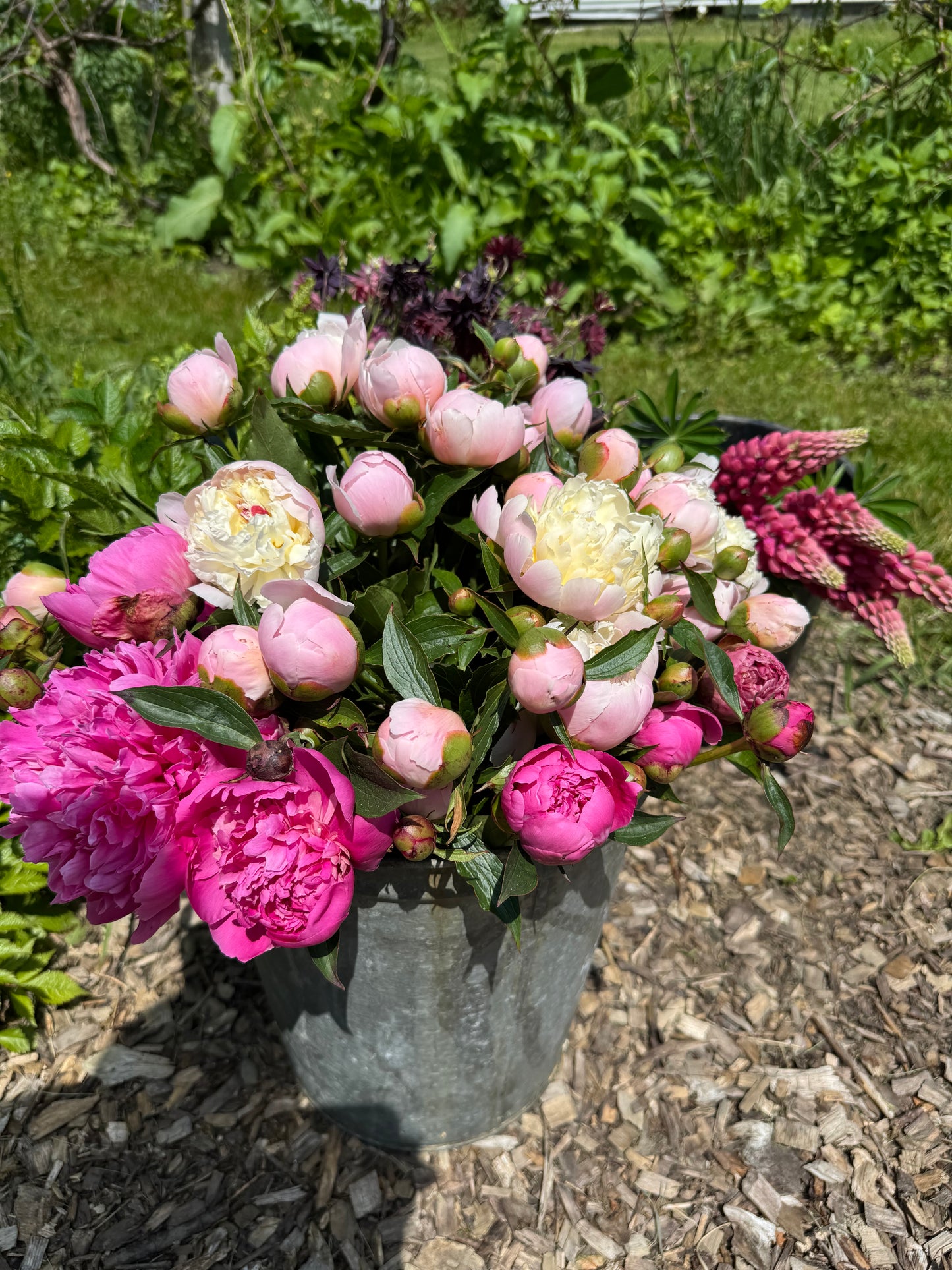 Wild Earth Peony Subscription
